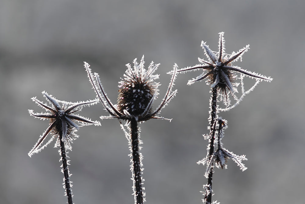 burdock root | anokha