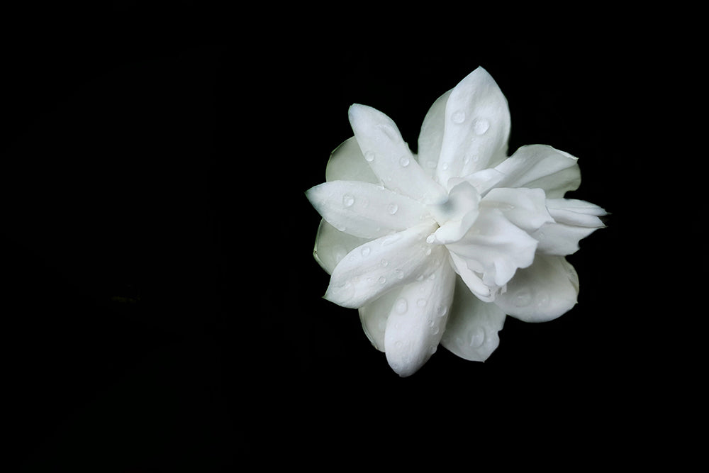 jasmine flower | anokha